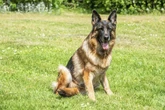 Polizei sucht Ausreißer-Hund: Vor Herrchens Wohnungstür folgt die Überraschung