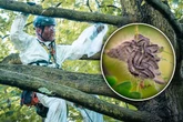 Raupen-Alarm zum Kinderfest: Spezialisten machen Jagd auf giftige Spinner im Großen Garten