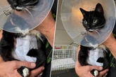 Wegen eines Haargummis: So kam Lola ins Tierheim