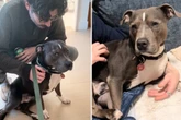 Passanten entdecken Pitbull ausgesetzt im Park: Findet Bishop wieder zurück zu seinem Besitzer?