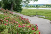 90 Jahre Rosengarten: Dresdner können ihn zum Jubiläum erkunden