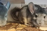 Chinchillas bei Wohnungsräumung gerettet: Ungewöhnliche Haustiere suchen Zuhause