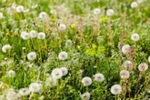 Zeigerpflanzen im Garten: Was sie über Deinen Boden verraten