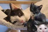 Bereit für den Start ins Leben: Leipziger Tierheim sucht neues Zuhause für süße Katzenkinder