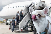 Einsatz am Flughafen: Chihuahua ruft Bundespolizei auf den Plan