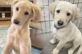 Paar denkt, es hat Golden Retriever adoptiert: DNA-Test lässt sie schockiert zurück!