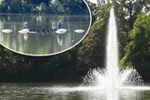 Fischsterben im Carolasee: Welche Folgen hatte der Sparmodus an der Fontäne?