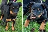 Putziger Rottweiler-Mix allein gelassen: Wer rettet diesen kleinen Racker?