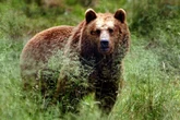 Bär am Alpenrand? Das sagen die gesammelten Proben