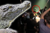 Schreckliche Szenen: Krokodil zerfleischt 53-Jährigen beim Baden