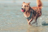 So viele Menschen reisen mit ihrem Hund in den Urlaub - und so viele lassen ihn daheim
