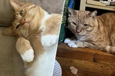 Kater Kurt lebt acht Monate in verlassenem Haus, dann änderte sich sein Leben schlagartig