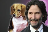 Teure Überraschung bei John Wick: Hundehaufen sorgt für Extrakosten