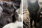 17-jähriger Kater lebt zum dritten Mal im Tierheim: Dann verändert ein Besuch alles