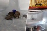 Mann will Eisfach aufräumen: Was er dabei findet, macht seine Wohnung plötzlich zum Pilgerort