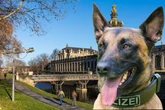 Teenies berauben und verletzen 18-Jährigen: Polizeihund erschnüffelt Räuber-Duo