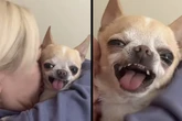Chihuahua bekommt Küsschen von Besitzerin: Die Reaktion des Hundes sorgt für Lachtränen