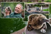 Zuckerschock im Amerika-Tierpark: Niedlicher Pinguin-Nachwuchs noch ohne Namen