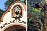 Wieder zu zweit! Zoo Leipzig stellt neuen Bewohner endlich den Besuchern vor