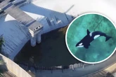 Seit Monaten vergessen: Orcas und Delfine leben in verlassenem Meerespark