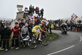 Rindervirus-Alarm! 19. Etappe der Tour de France wird verkürzt