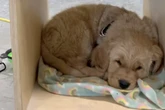 Golden Retriever begleitet Besitzer beim Klettern: Sein Anblick lässt so viele Herzen schmelzen