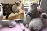 Katzen-Mama kam bei Pflegestelle unter: Doch da können Lilith und ihre Babys nicht bleiben