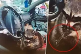 Waschbär sitzt bei Verkehrskontrolle mit Meth-Pfeife am Steuer