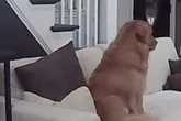 Frau lässt Golden Retriever allein zu Hause: Was sie auf der Überwachungskamera sieht, bricht ihr das Herz