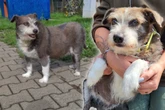 Hundedame Lilli hat nur noch sechs Monate zu leben: Wer erfüllt ihr den letzten Wunsch?
