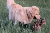 Golden Retriever trifft auf Rehkitz: Was dann passiert, geht so nahe