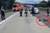 Entenfamilie hält Einsatzkräfte in Atem und sorgt für Autobahn-Vollsperrung