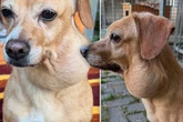 Ausgesetzt wegen Tumor? Tierheim sucht Hinweise zu kleiner Hermine