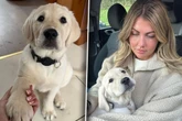Frauchen lässt Hund allein zu Hause: Als sie auf Video sieht, was er tut, bricht ihr Herz