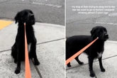 Frau seit Jahren nüchtern, doch Hund Margot will mit ihr in die Kneipe