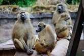 Pavian-Tötung: Jetzt melden sich die Tiergartenfreunde zu Wort