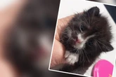 Kater streunt allein in Industriegebiet umher, jetzt soll ihm dieser Trick helfen