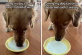 Golden Retriever trinkt erstmals Sprudelwasser: Seine Reaktion begeistert so viele