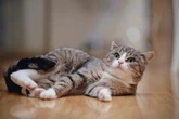 Warum jagt Deine Katze ihren eigenen Schwanz? 6 Gründe für dieses Verhalten