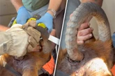 Horn bohrte sich durch den Schädel: Abenteurer eilen Wildtier zur Hilfe