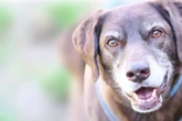 Sanfter Labrador-Opi leidet sehr im Tierheim: Findet Bärchen noch sein Glück?
