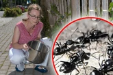 Gefahr im Garten! Afrika-Ameise sorgt für Angst und Schrecken bei Anwohnern