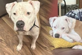 Familie denkt, sie haben Streuner-Mischling adoptiert: DNA-Test deckt ganz andere Wahrheit auf!
