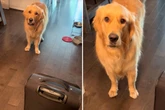 Golden Retriever sieht Frauchen Koffer hervorholen: Kurz darauf schmelzen Herzen