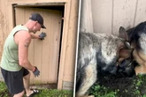 Hunde schlagen immer wieder an selber Stelle an: Was Besitzer findet, geht nicht nur ihm ans Herz