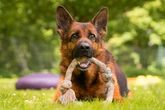 Schäferhund Cooper sucht neue Familie zum Schmusen