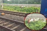 Ziegen-Alarm auf der Bahnstrecke: Tierische Ausreißer legen Zugverkehr lahm