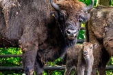 Nachwuchs für Tierpark-"Spakko": Süßes Wisent-Kälbchen sorgt für Lichtblick in Chemnitz