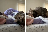 Sanft und zärtlich: So süß weckt diese Katze ihre Besitzerin auf