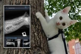 Frau rast mit kranker Katze zur Notaufnahme: Als alle das Röntgenbild sehen, herrscht Totenstille
